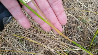 Juncus dubius, photographed by Millie Basden