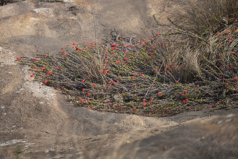 Euphorbia milii, photographed by Kristof Zyskowski