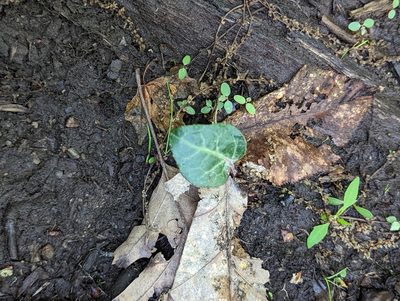 Pyrola americana