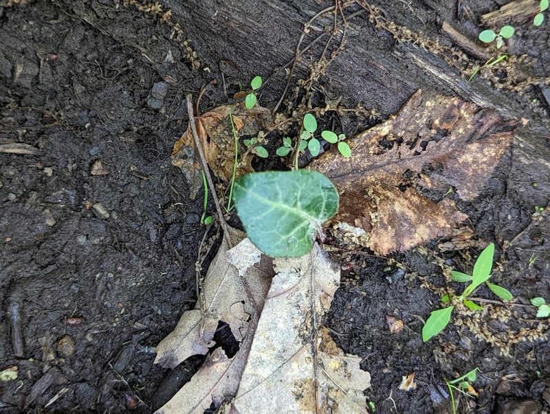Pyrola americana, photographed by Corey Farwell