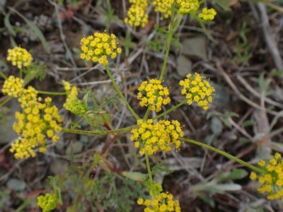 Lomatium ambiguum, photographed by Shane Johnson