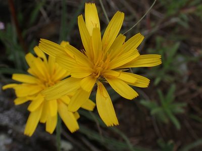 Nothocalais troximoides, photographed by Shane Johnson