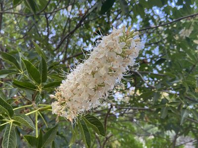 Aesculus californica, photographed by Annette Herz