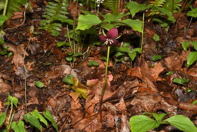 Trillium vaseyi, photographed by Brian Finzel