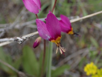Primula pauciflora, photographed by Shane Johnson