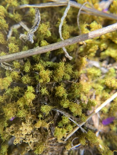 Pleurochaete luteola, photographed by Bonnie Semmling