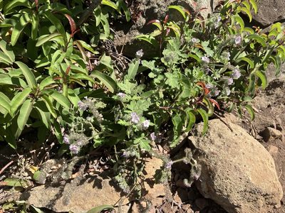 Phacelia cicutaria, photographed by Jess Mullins