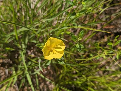 Crocanthemum canadense, photographed by Corey Farwell