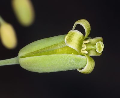 Streptanthus glaucus, photographed by Steve Matson