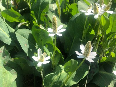 Anemopsis californica, photographed by Jacob Dubi