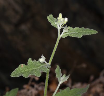 Halimolobos jaegeri, photographed by Steve Matson