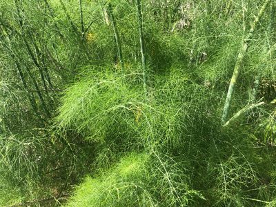 Foeniculum vulgare, photographed by Jacob Dubi