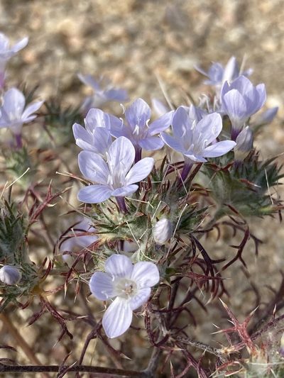 Eriastrum pluriflorum, photographed by Adam J. Searcy