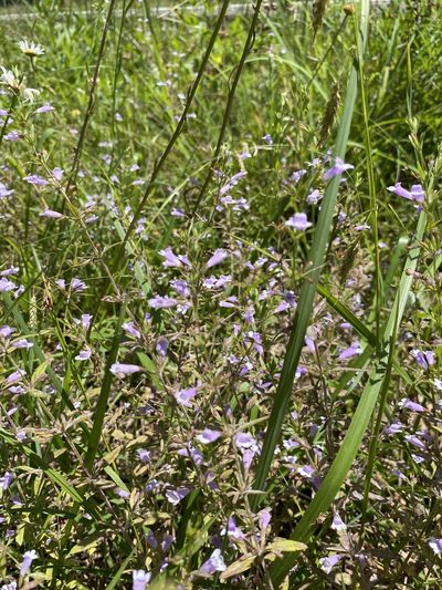Clinopodium glabellum, photographed by Bonnie Semmling