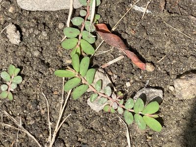 Euphorbia maculata, photographed by Adam J. Searcy