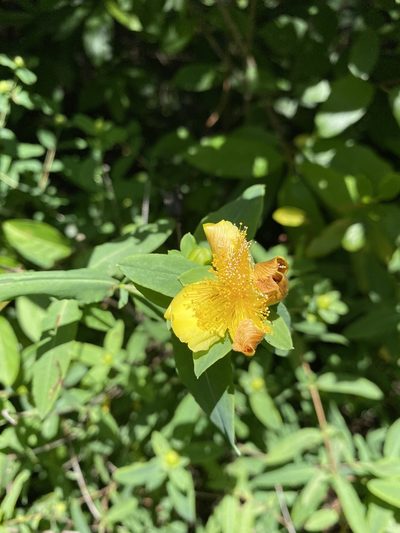 Hypericum frondosum, photographed by Bonnie Semmling