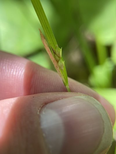 Carex digitalis, photographed by Bonnie Semmling