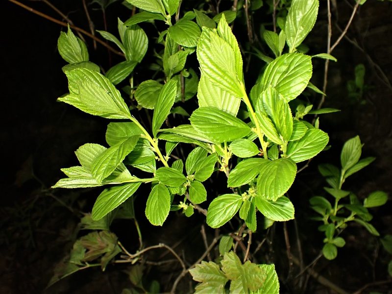 Rhamnus alnifolia, photographed by Louis Imbeau