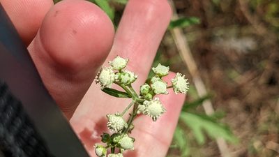 Parthenium hysterophorus
