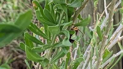 Lycium carolinianum