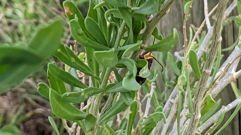 Lycium carolinianum, photographed by Joseph Aubert