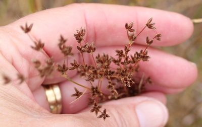 Juncus dubius, photographed by Millie Basden