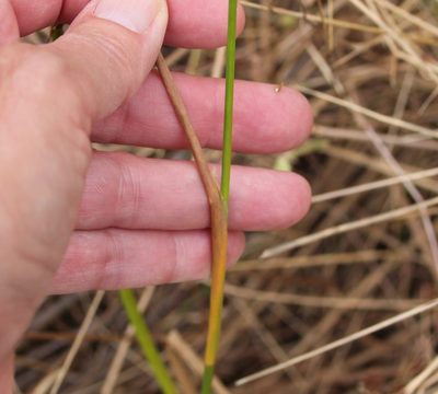 Juncus dubius, photographed by Millie Basden