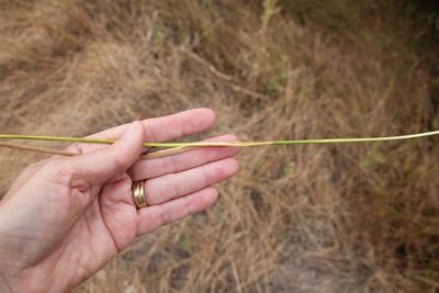 Juncus dubius, photographed by Millie Basden