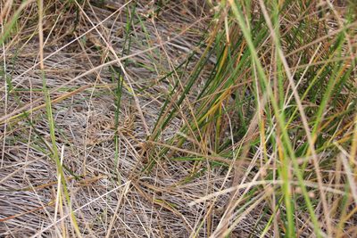 Juncus dubius, photographed by Millie Basden