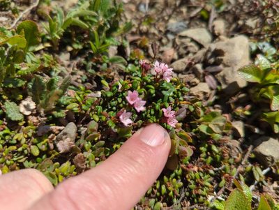 Kalmia procumbens, photographed by Matt Muir