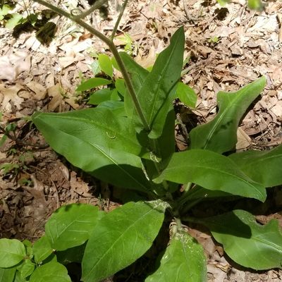 Andersonglossum virginianum, photographed by Jack