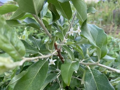 Elaeagnus umbellata, photographed by Ian Manning