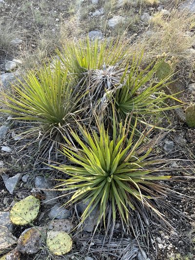 Yucca reverchonii, photographed by CK2AZ