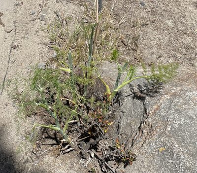Foeniculum vulgare, photographed by lazarus