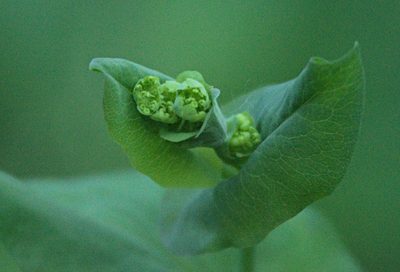 Bupleurum aureum, photographed by Pavel Komkov