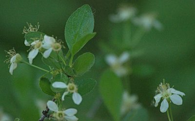 Prunus fruticosa, photographed by Pavel Komkov