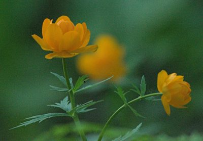 Trollius asiaticus, photographed by Pavel Komkov