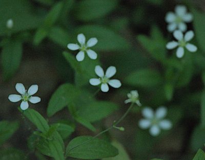 Moehringia lateriflora, photographed by Pavel Komkov