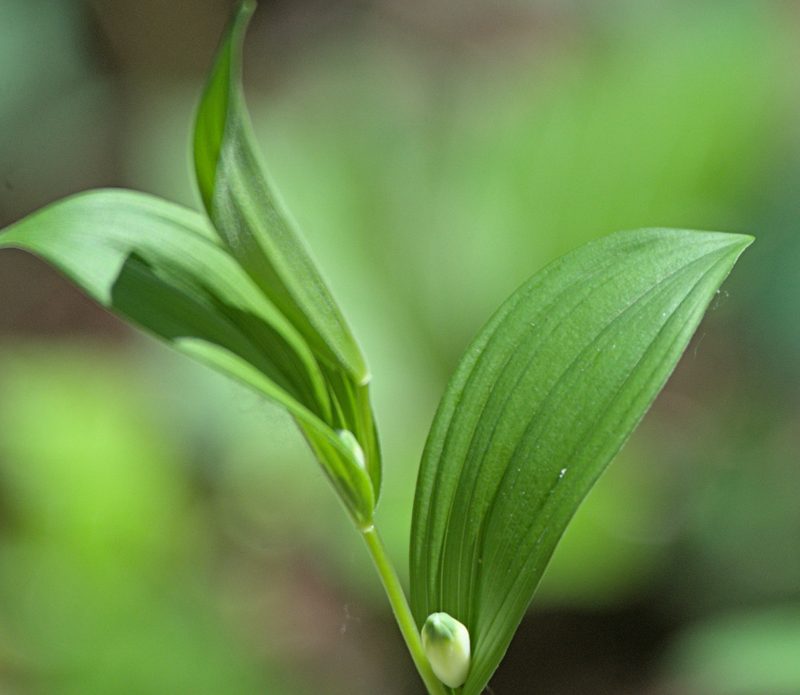 Polygonatum humile, photographed by Pavel Komkov