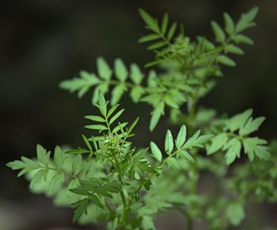 Cardamine impatiens