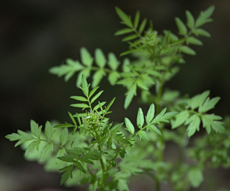 Cardamine impatiens, photographed by Pavel Komkov