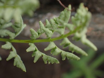Woodsia oregana, photographed by Shane Johnson