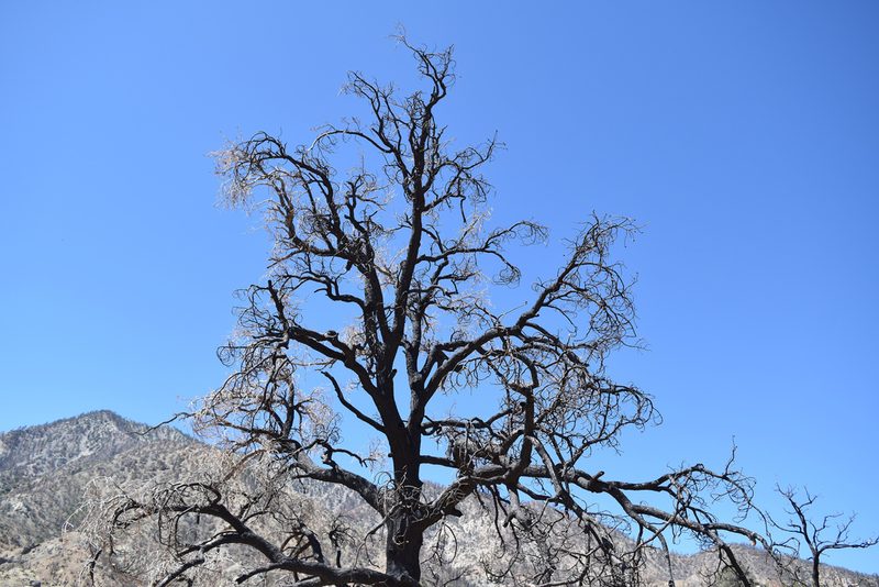 Pinus monophylla, photographed by velodrome