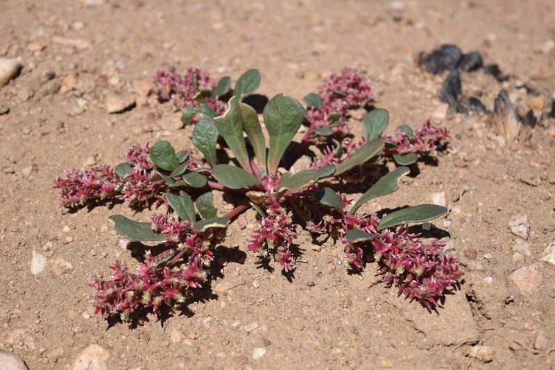 Cistanthe monandra, photographed by velodrome
