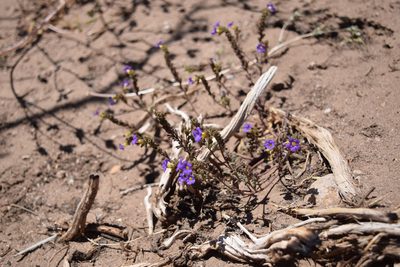 Phacelia fremontii