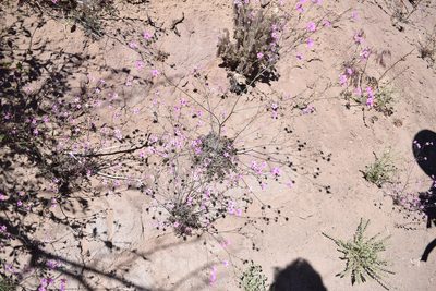 Saltugilia splendens, photographed by velodrome