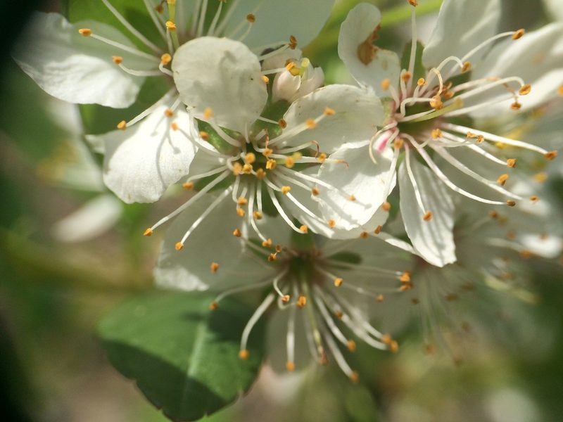 Prunus susquehanae, photographed by Étienne Lacroix-Carignan