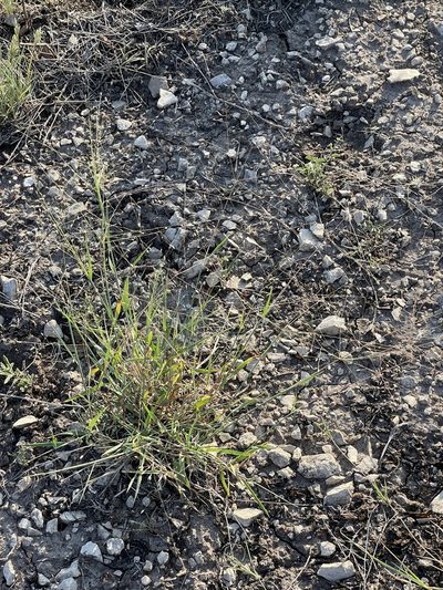 Digitaria pubiflora, photographed by CK2AZ