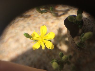Hudsonia tomentosa, photographed by Étienne Lacroix-Carignan