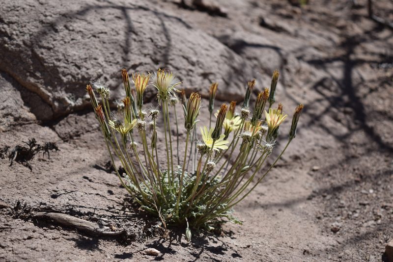 Anisocoma acaulis, photographed by velodrome